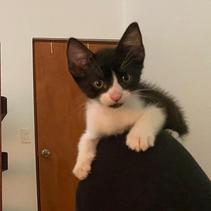 Enlarge Mufasa, a Adoptable Domestic Short Hair in Vieques, PR image 2/2