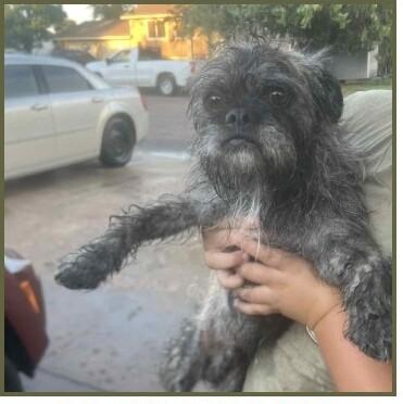 Tiger, Adoptable, Adult Male Miniature Schnauzer & Mixed Breed.