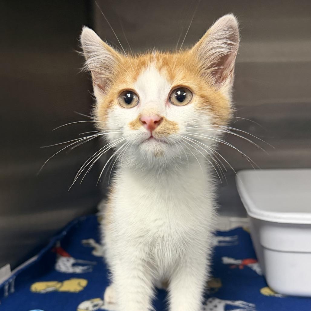 Porch Pirate, Adoptable, Kitten Male Domestic Short Hair.