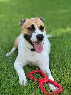 Noah, Adopted, Adult Male American Bully & Beagle.