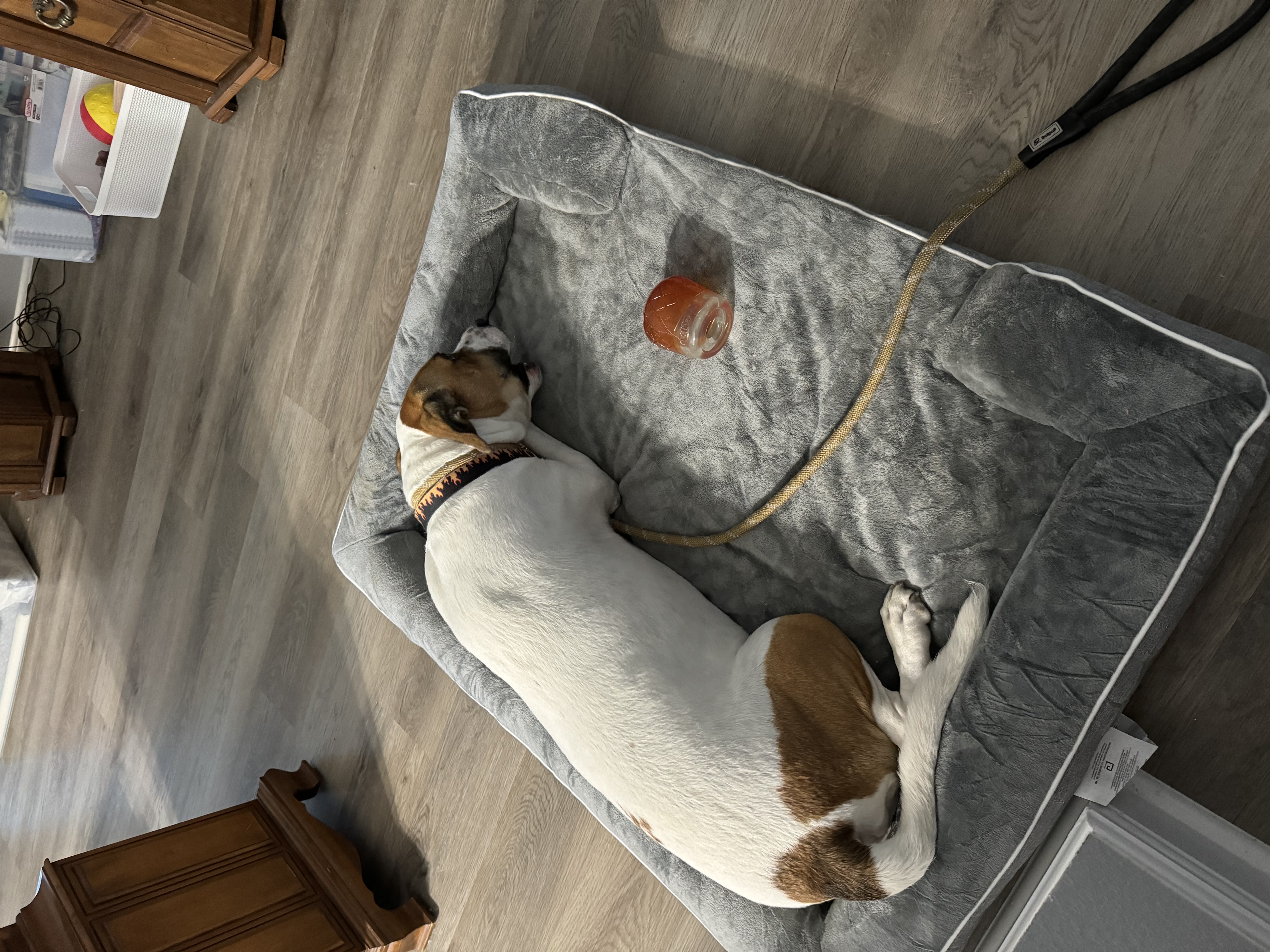 Noah, a Adopted mixed breed in Foley, AL image 2/4