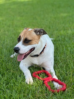 Noah, a Adopted mixed breed in Foley, AL image 3/4