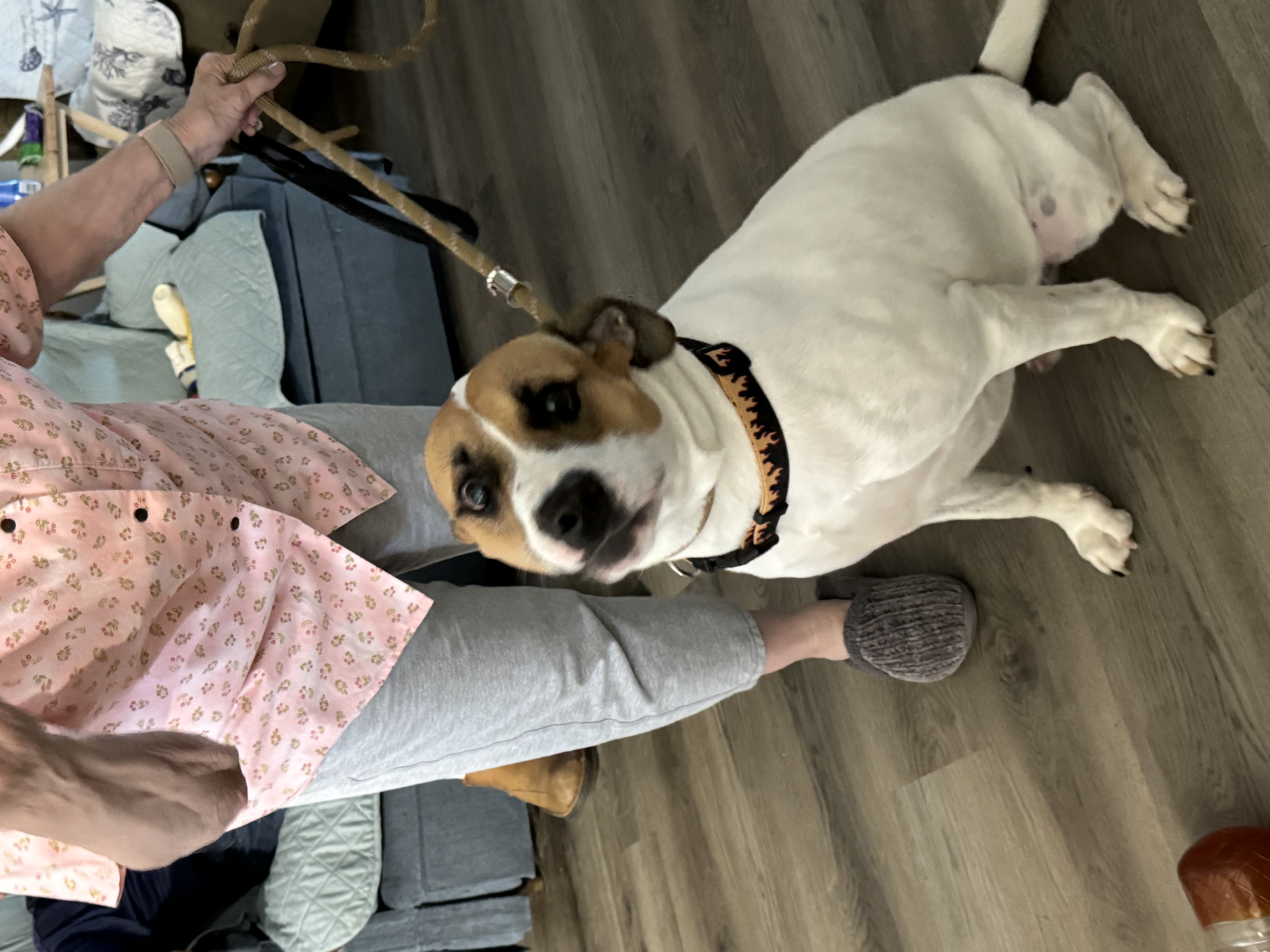 Noah, a Adopted mixed breed in Foley, AL image 4/4