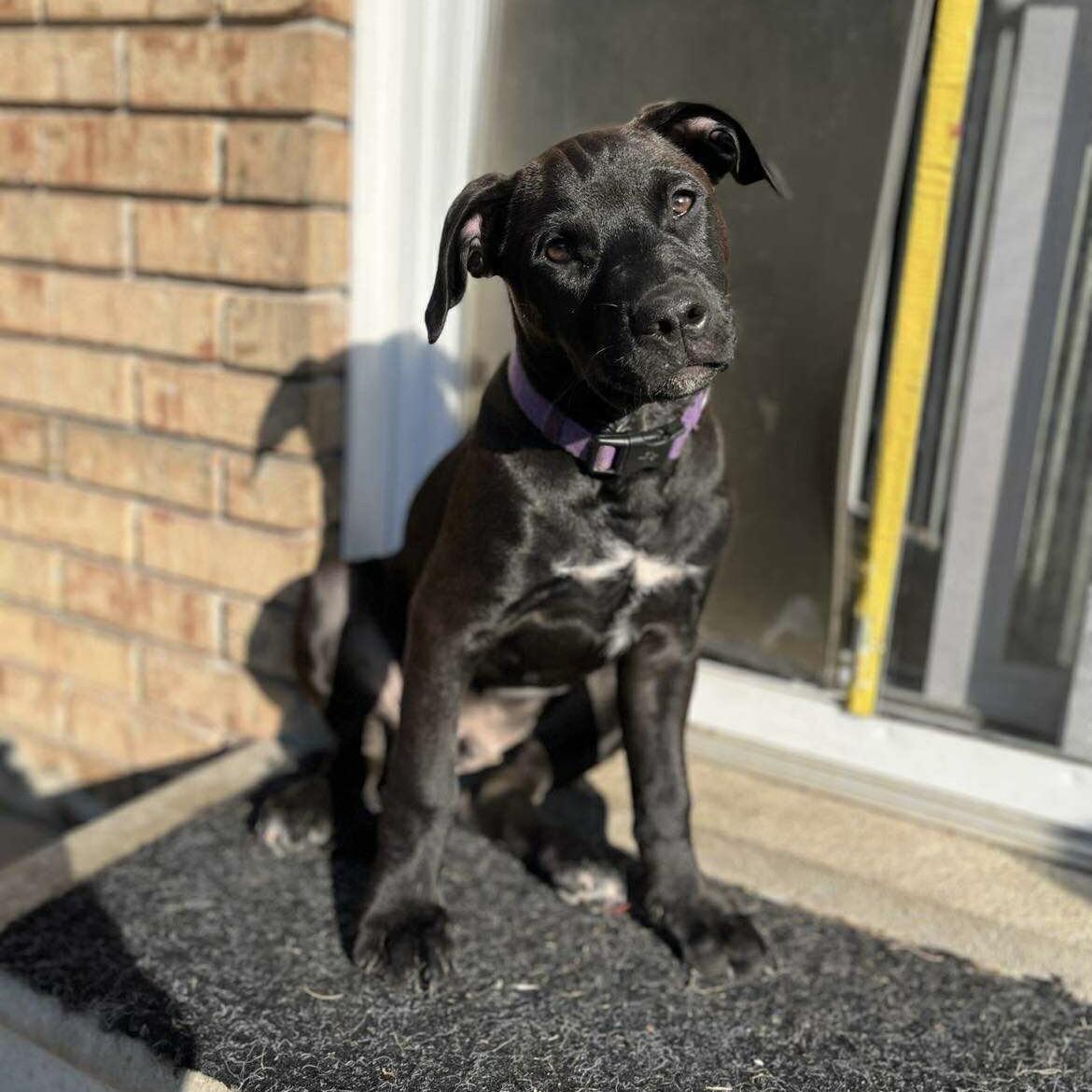 Scrappy (20250906-04), an adoptable Labradoodle, Rottweiler in Peterborough, ON, K9H 3R9 | Photo Image 1
