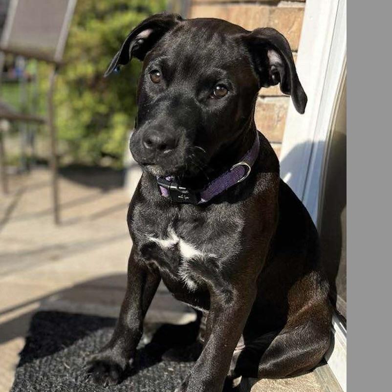 Scrappy (20250906-04), an adoptable Labradoodle, Rottweiler in Peterborough, ON, K9H 3R9 | Photo Image 3