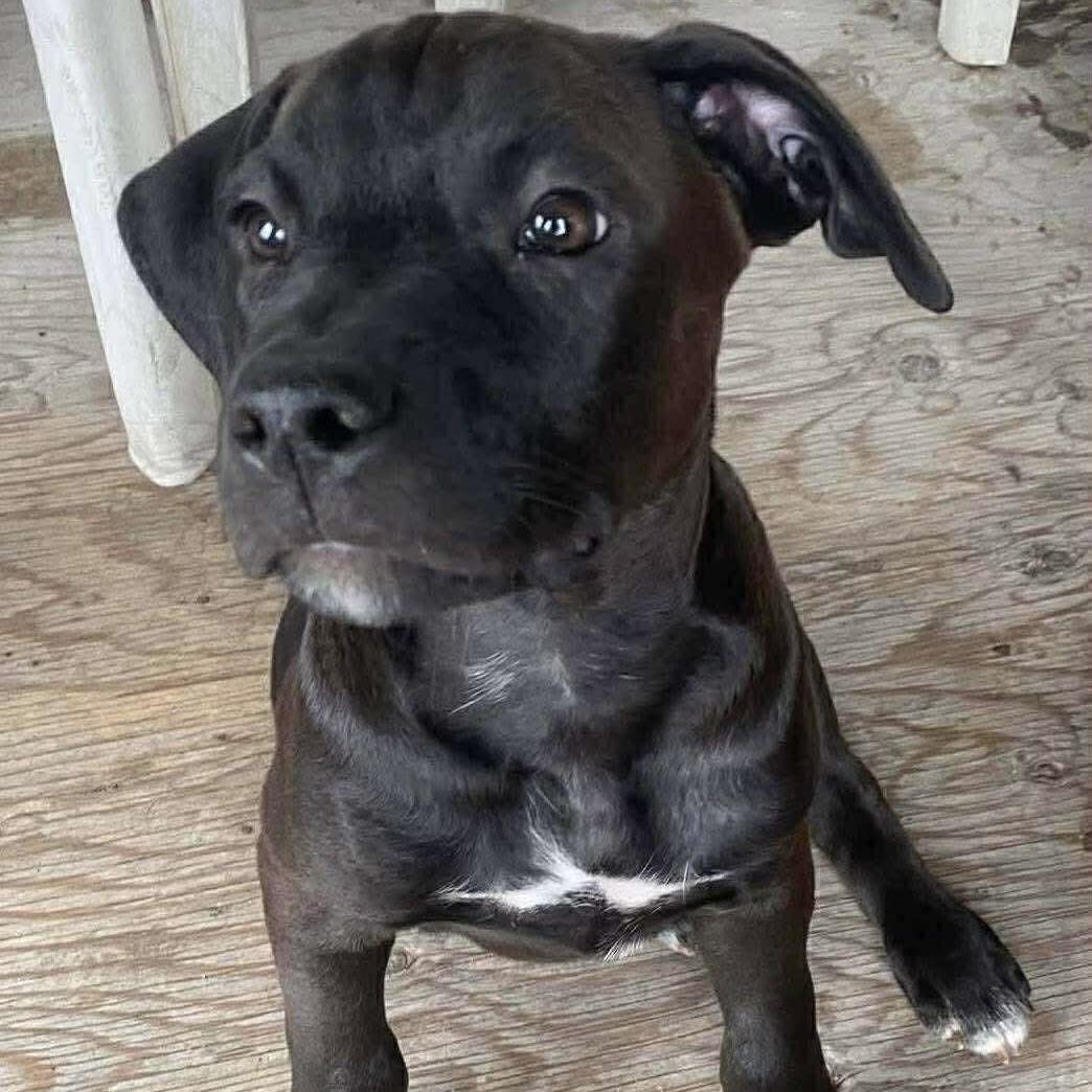 Scrappy (20250906-04), an adoptable Labradoodle, Rottweiler in Peterborough, ON, K9H 3R9 | Photo Image 4