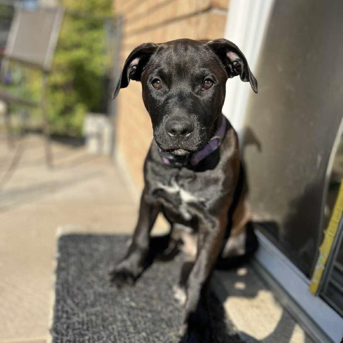 Scrappy (20250906-04), an adoptable Labradoodle, Rottweiler in Peterborough, ON, K9H 3R9 | Photo Image 2