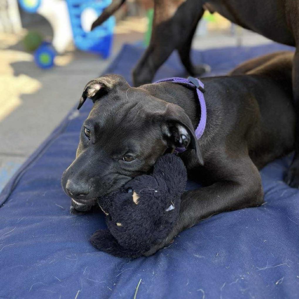Scrappy (20250906-04), an adoptable Labradoodle, Rottweiler in Peterborough, ON, K9H 3R9 | Photo Image 5