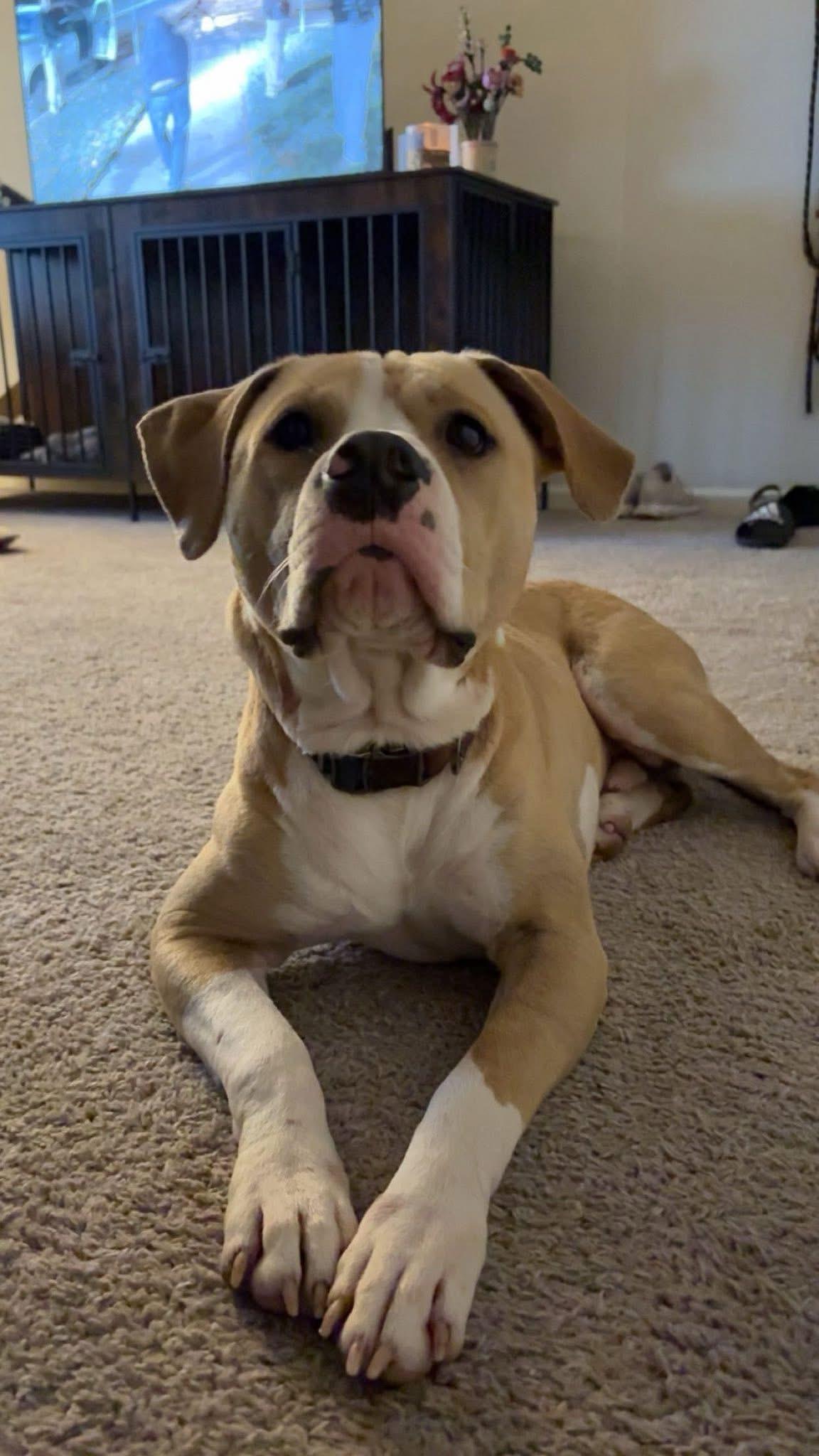 Enlarge Perry, a ADOPTABLE mixed breed in Manhattan, KS image 2/4