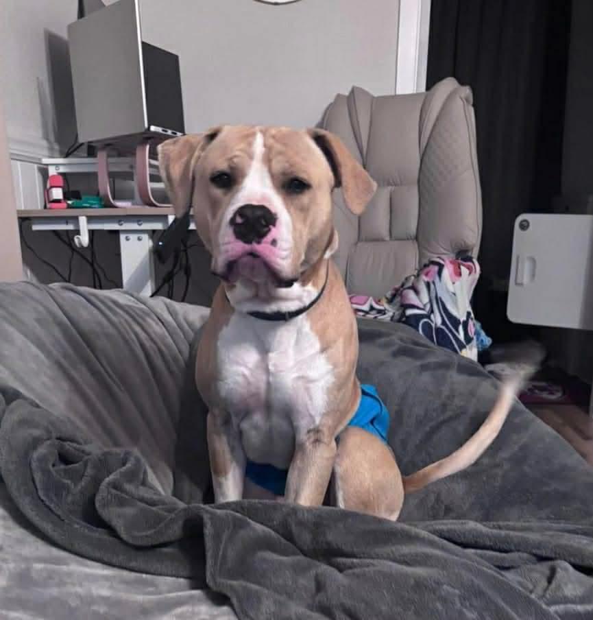 Enlarge Perry, a ADOPTABLE mixed breed in Manhattan, KS image 3/4
