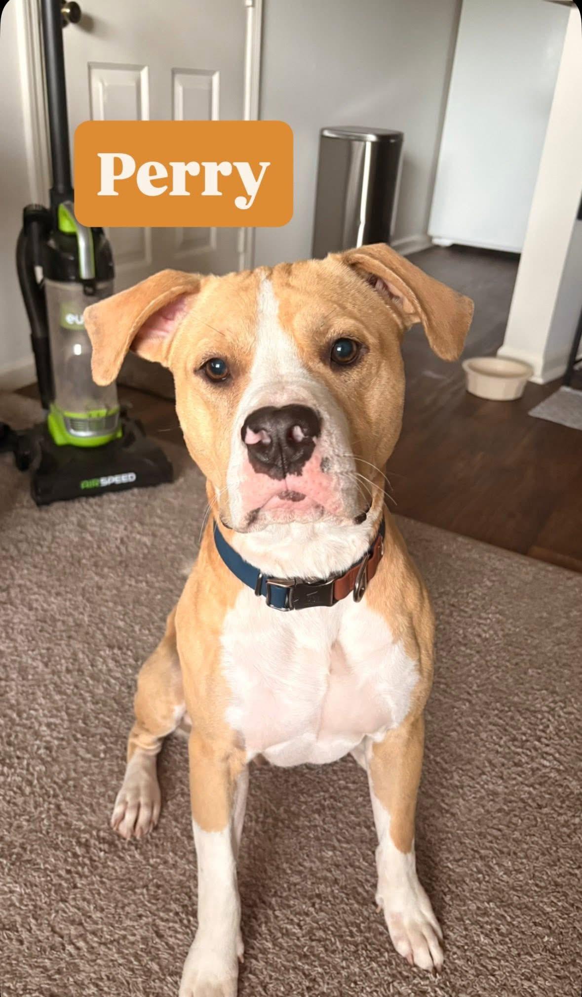 Perry, ADOPTABLE, Young Male American Bulldog.