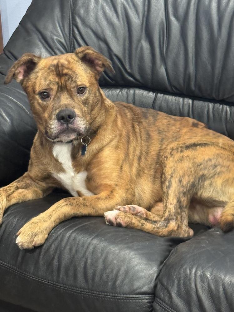 Enlarge Moe, a Adoptable mixed breed in Mundelein, IL image 1/2