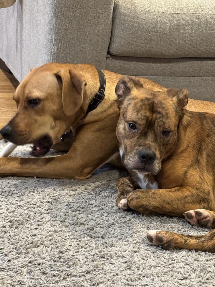 Enlarge Moe, a Adoptable mixed breed in Mundelein, IL image 4/6