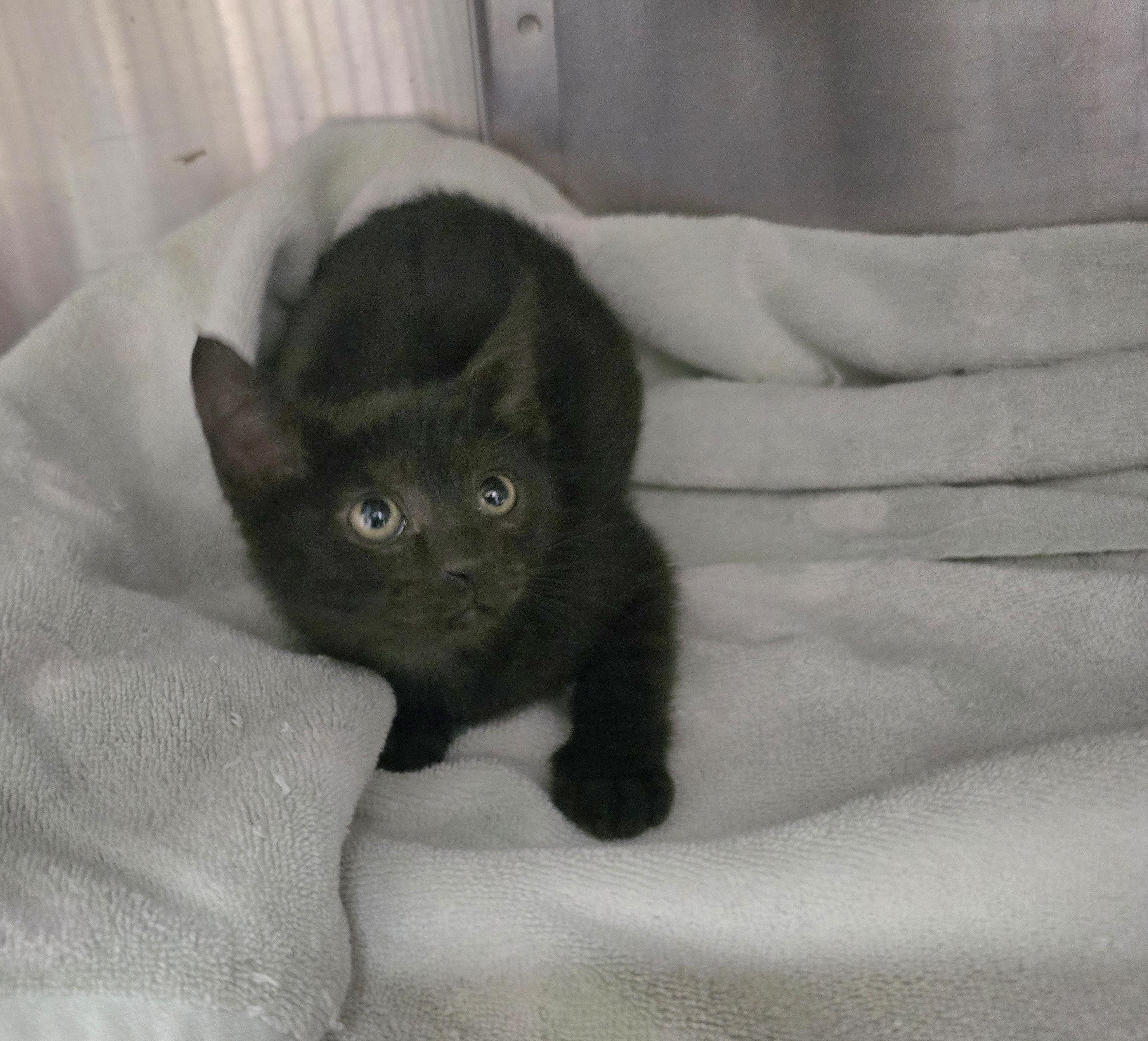 Elena, ADOPTABLE, Young Female Domestic Short Hair.