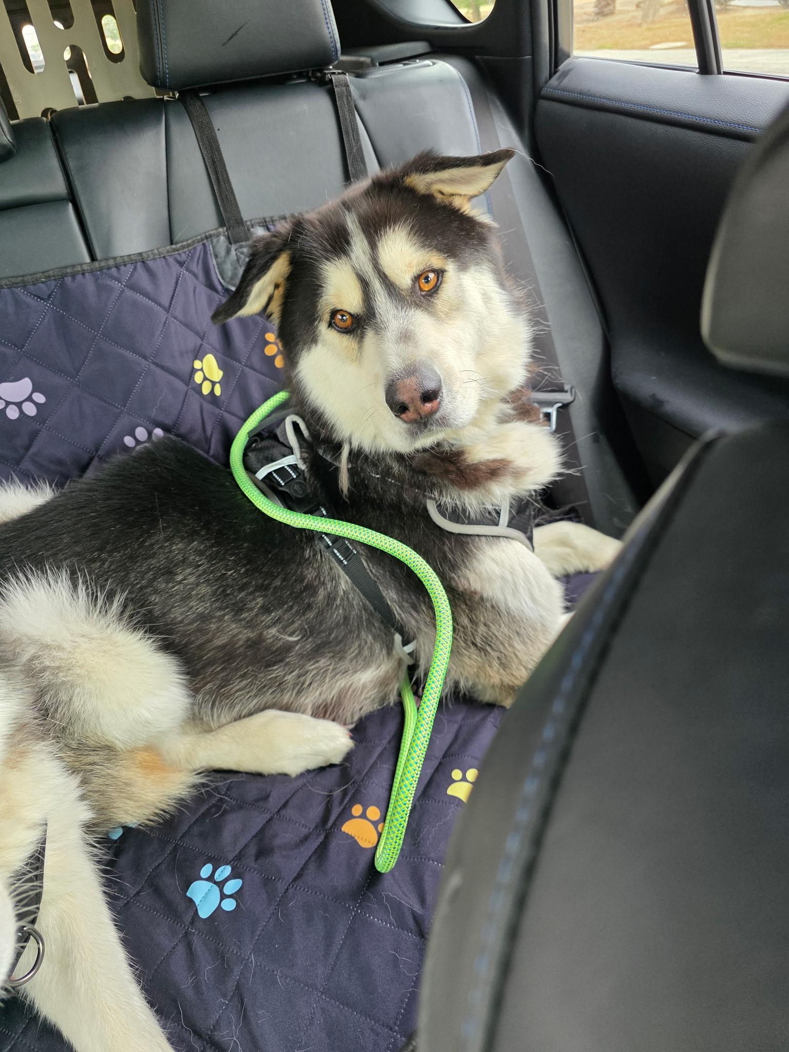 Oso, adopted, Adult Male Siberian Husky.