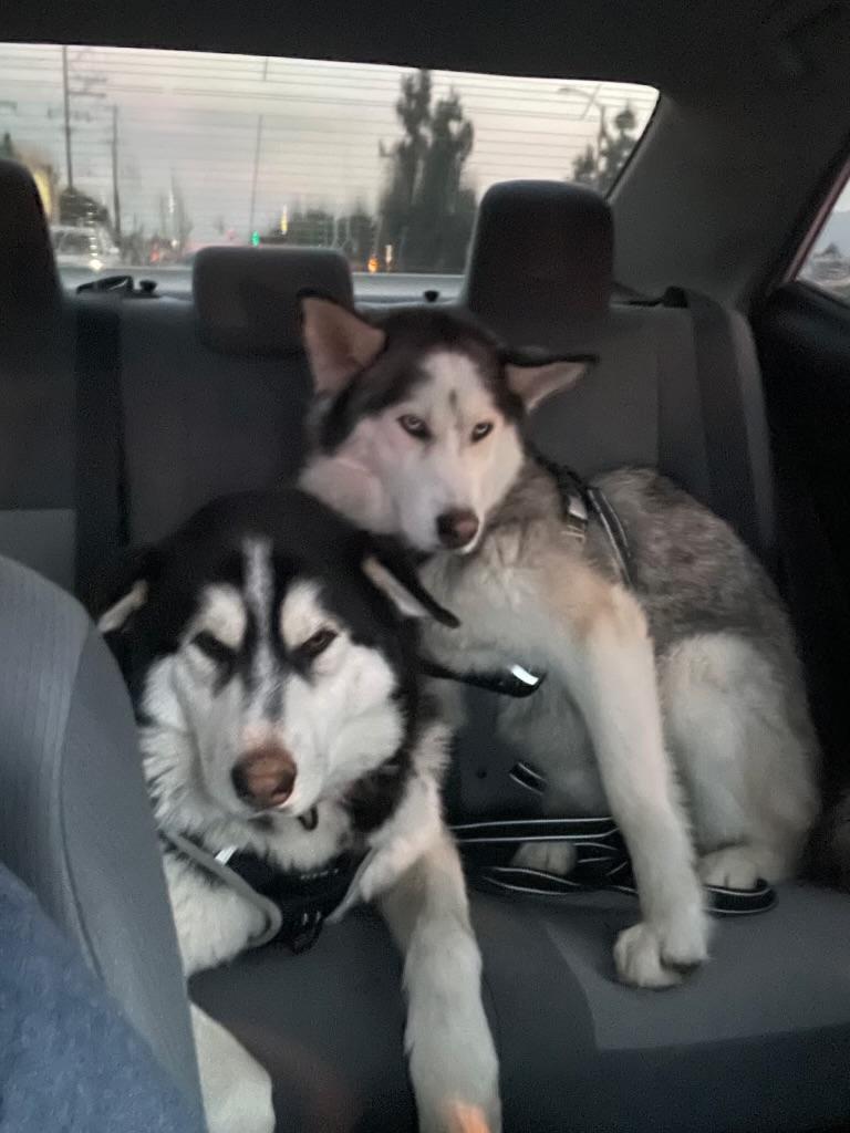 Oso, a ADOPTABLE Siberian Husky in Ashland, OR image 4/6