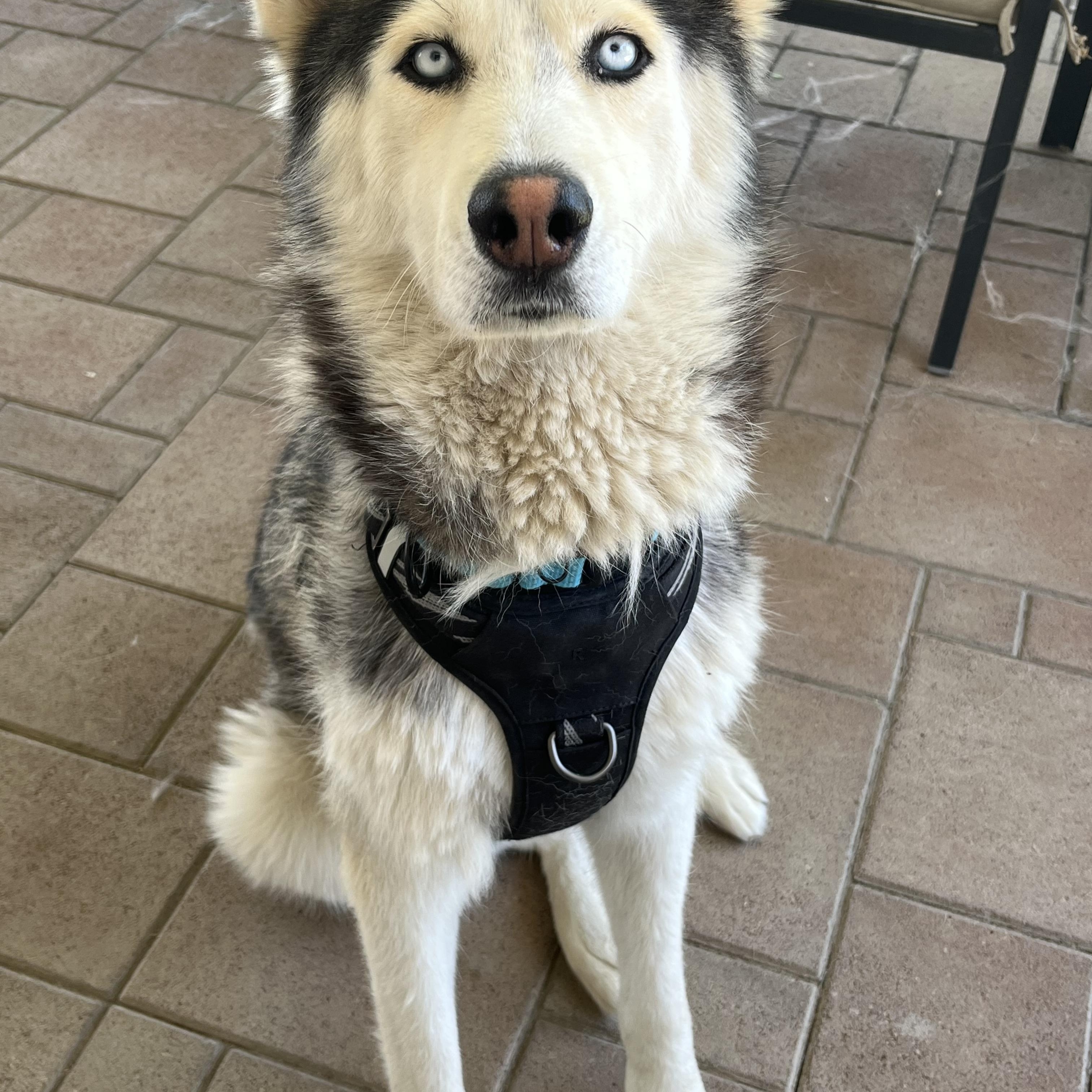 Oso, a ADOPTABLE Siberian Husky in Ashland, OR image 5/6