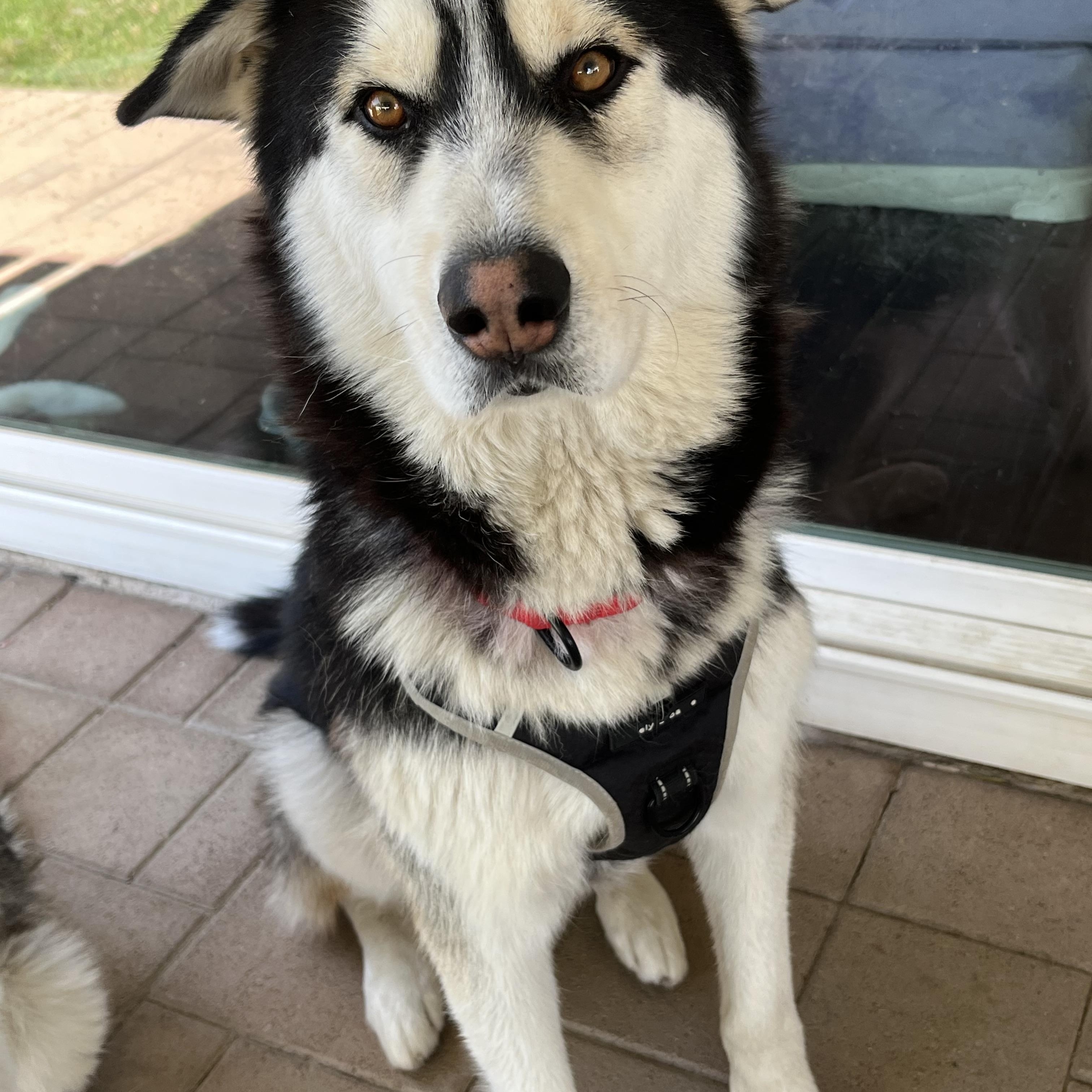 Oso, ADOPTABLE, Adult Male Siberian Husky.