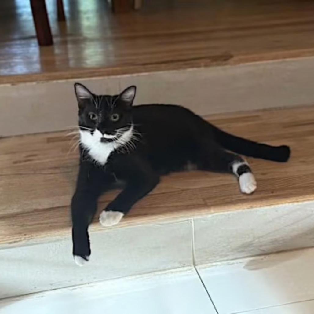 Winston, Adoptable, Adult Male Domestic Short Hair.