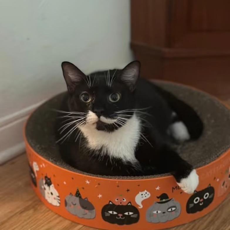 Enlarge Winston, a Adoptable Domestic Short Hair in Lauderhill, FL image 2/4