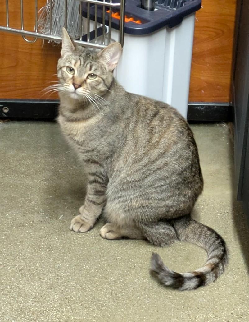 MAY GRANT, a Adoptable mixed breed in HEMET, CA image 2/5