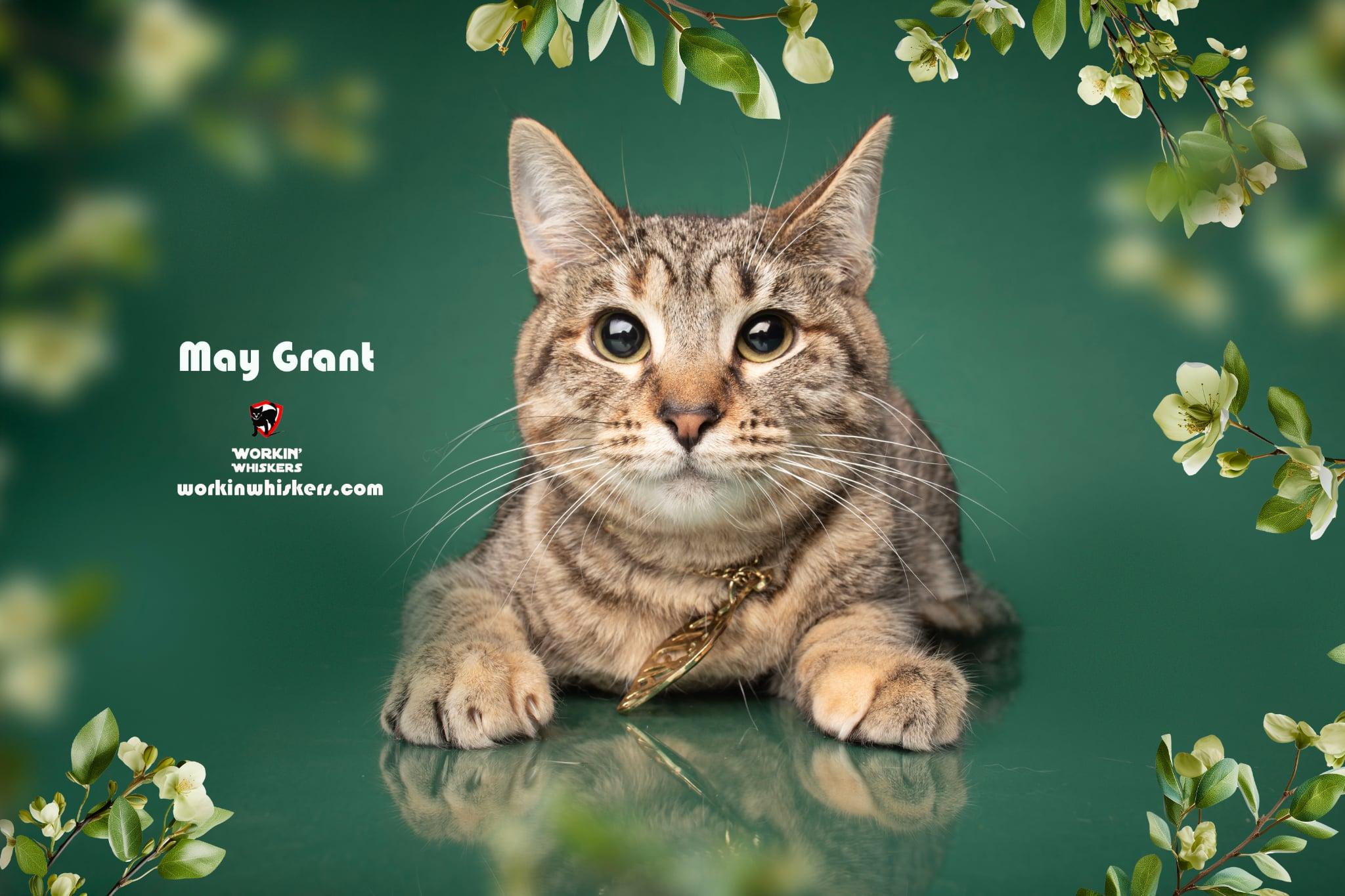 MAY GRANT, a Adoptable mixed breed in HEMET, CA image 1/5