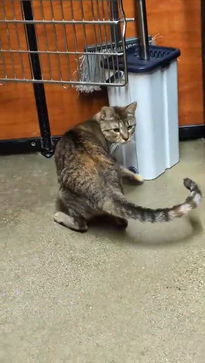 Enlarge MAY GRANT, a Adoptable mixed breed in HEMET, CA video 5/5