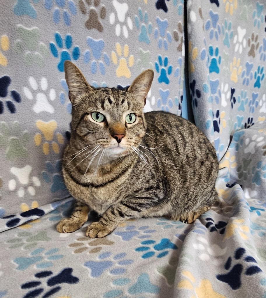 Enlarge Iggy, a Adoptable mixed breed in Wabash, IN image 2/2