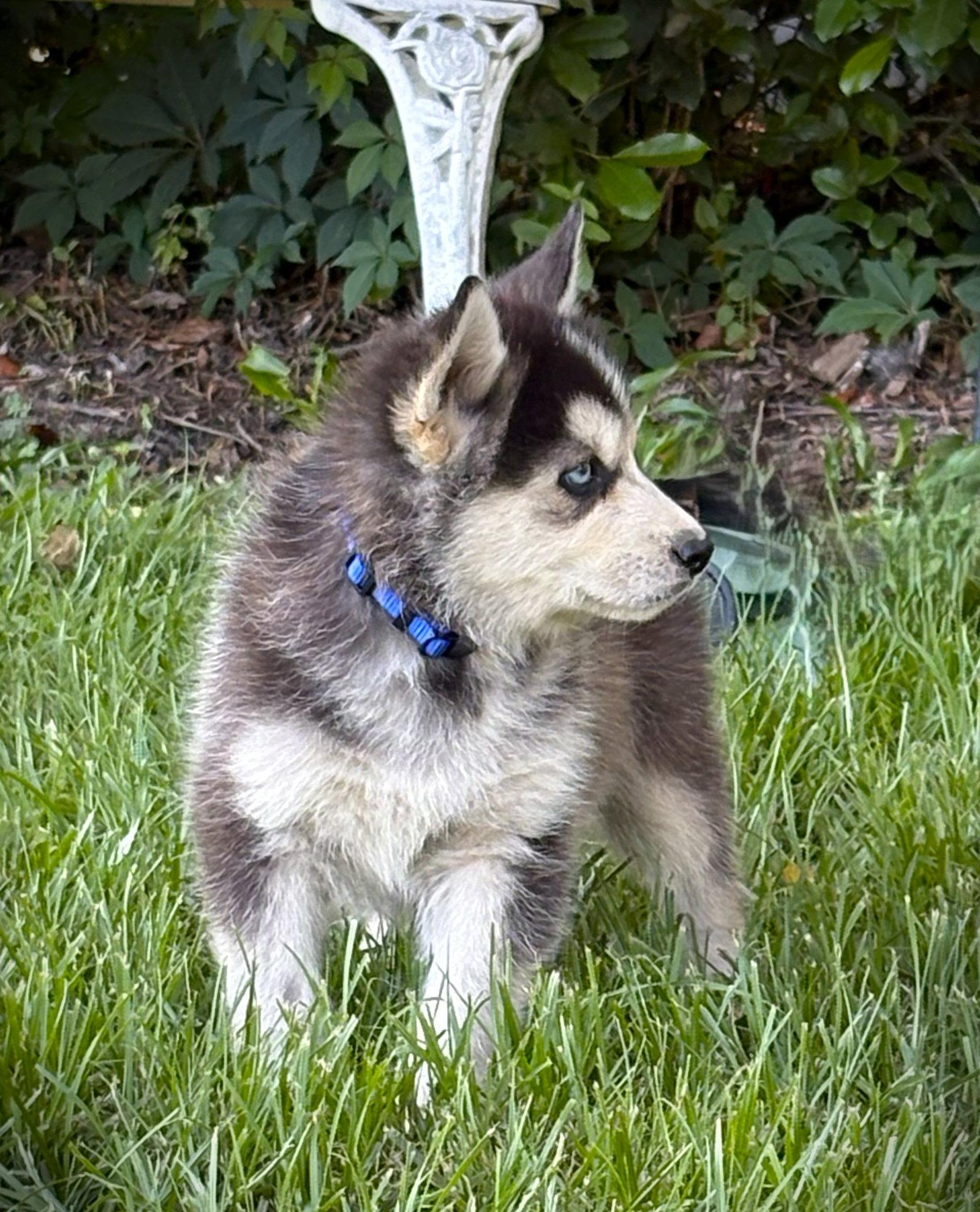 Echo-12 wks-Neuter Contract Required-$525, Adoptable, Puppy Male Husky.