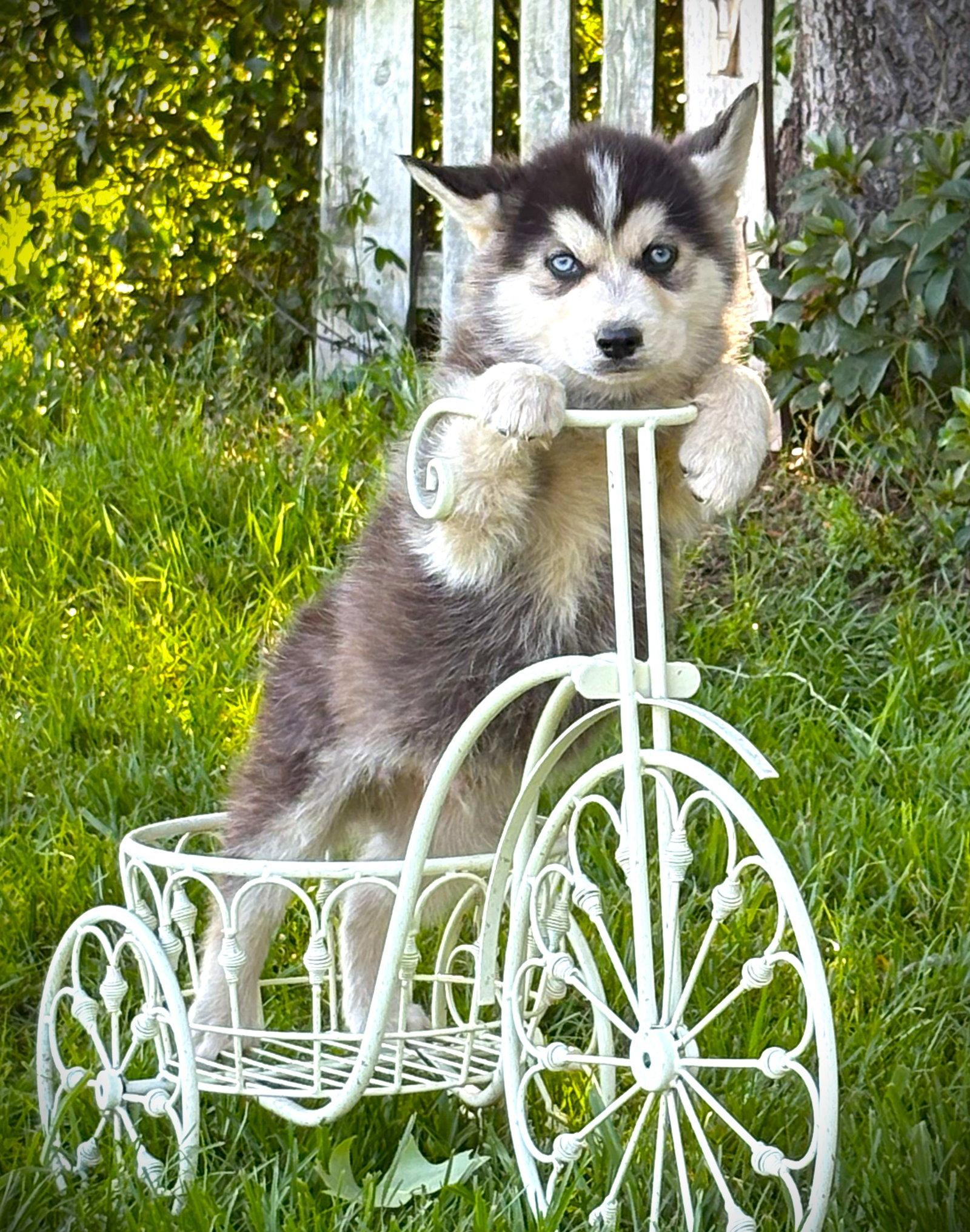 Echo-12 wks-Neuter Contract Required-$525, a Adoptable Husky in Holly Hill, SC image 2/2