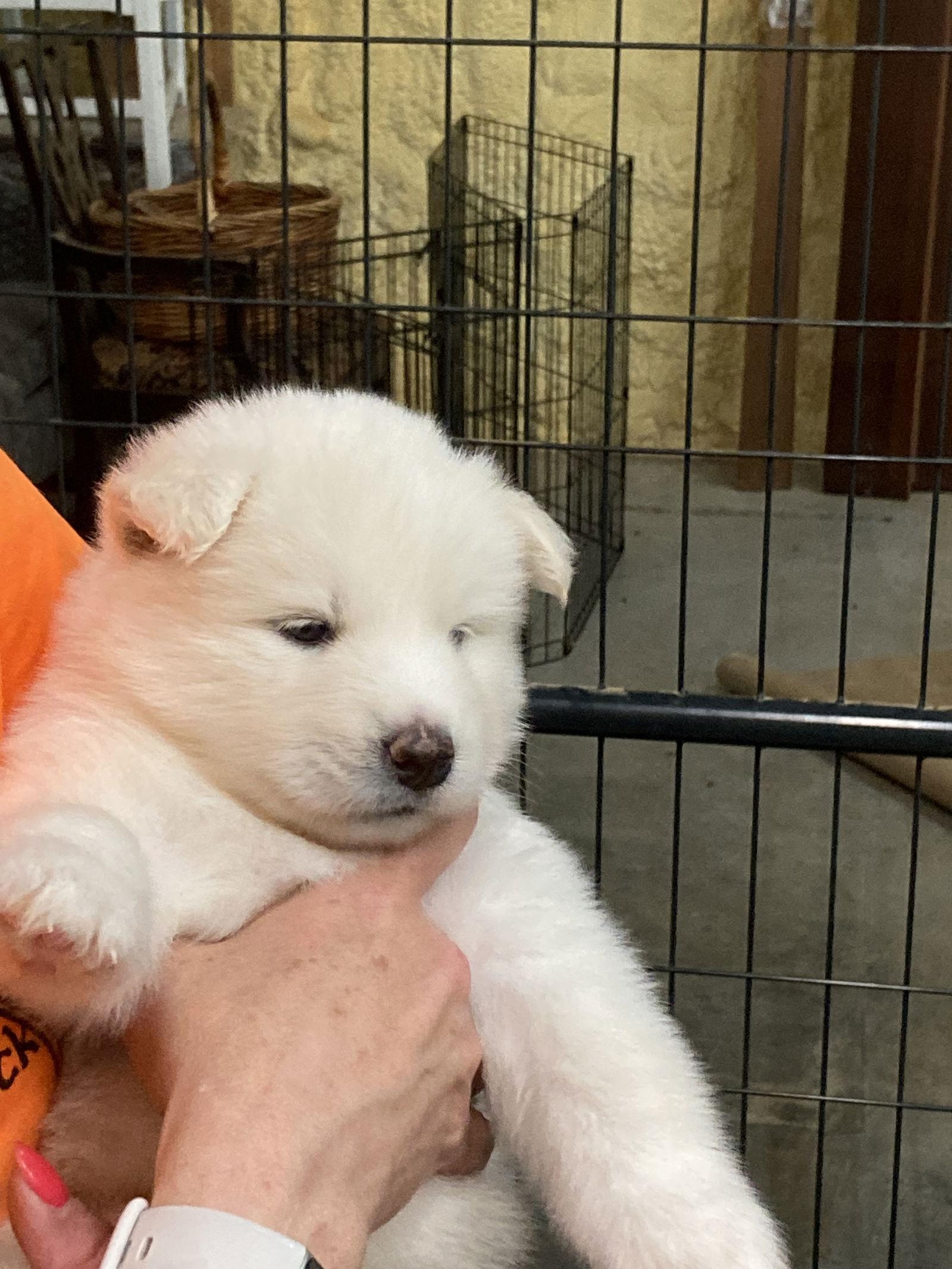 Nugget and Oscar, a Adopted Siberian Husky in Cumming, GA image 2/2