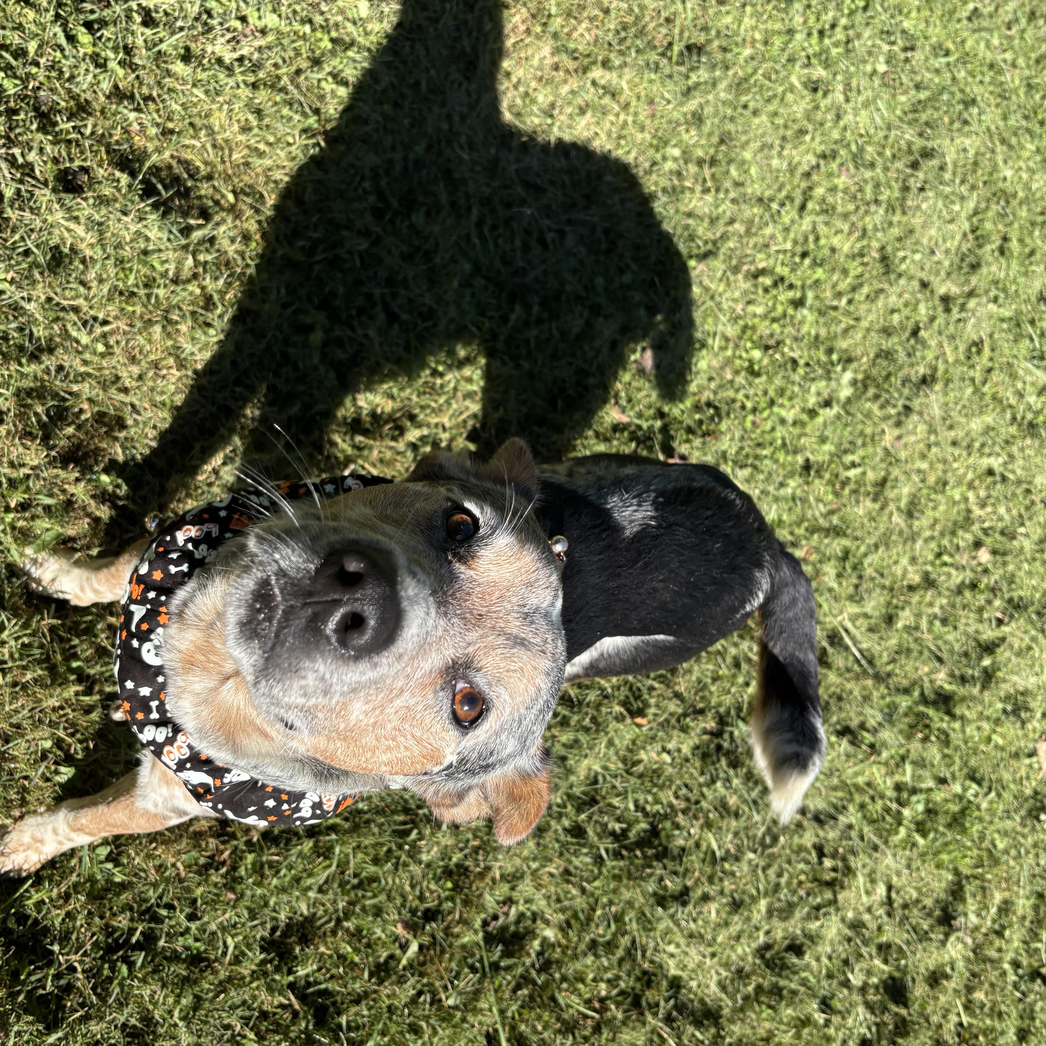 Enlarge Henley, a Adoptable mixed breed in Circleville, OH image 2/3
