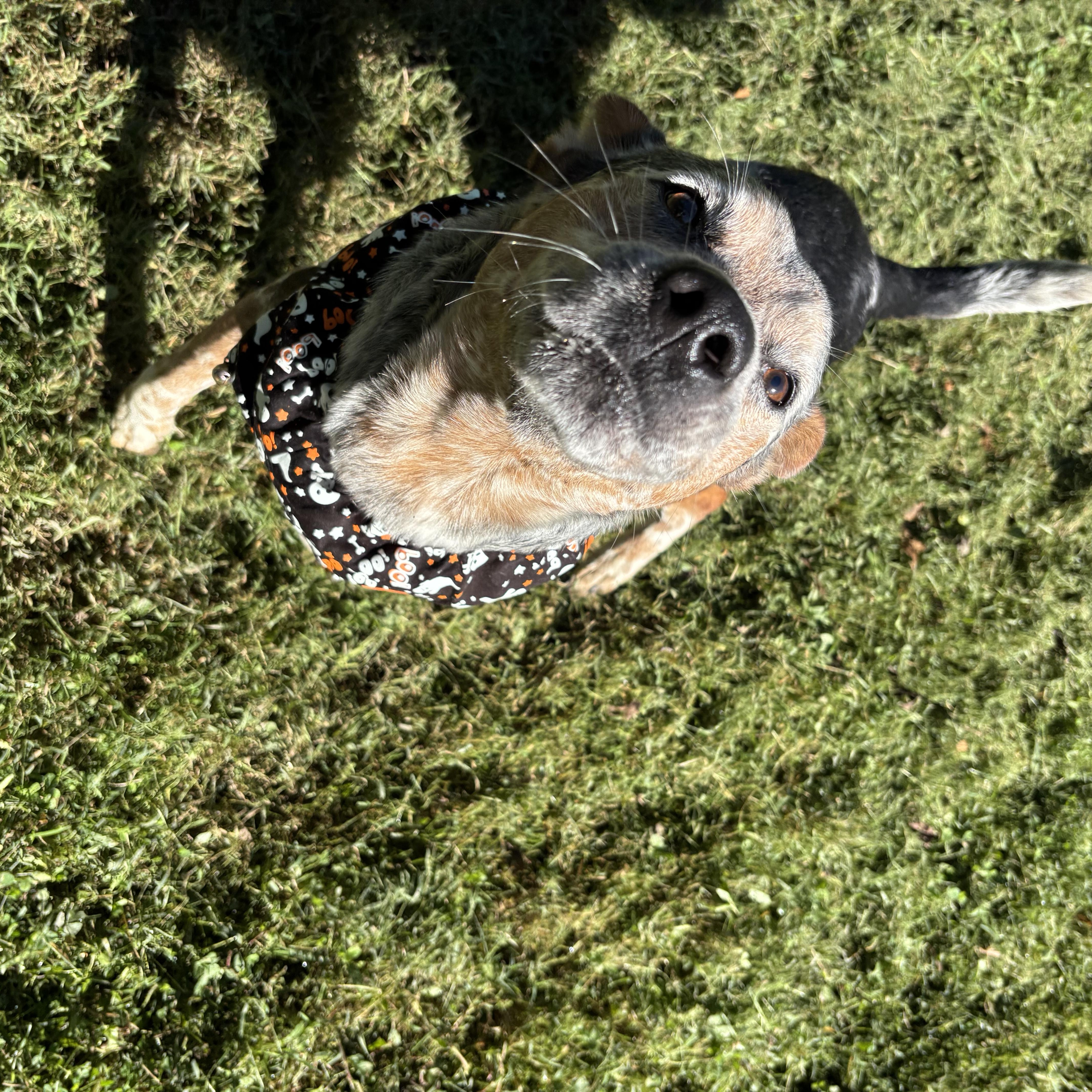 Enlarge Henley, a Adoptable mixed breed in Circleville, OH image 3/3
