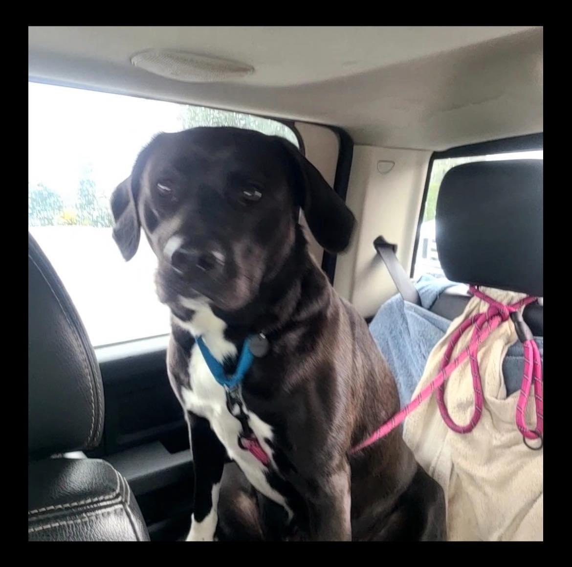 Ruby, a ADOPTABLE mixed breed in CLINTON, WA image 2/4