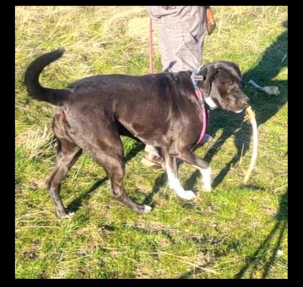 Ruby, a ADOPTABLE mixed breed in CLINTON, WA image 3/4