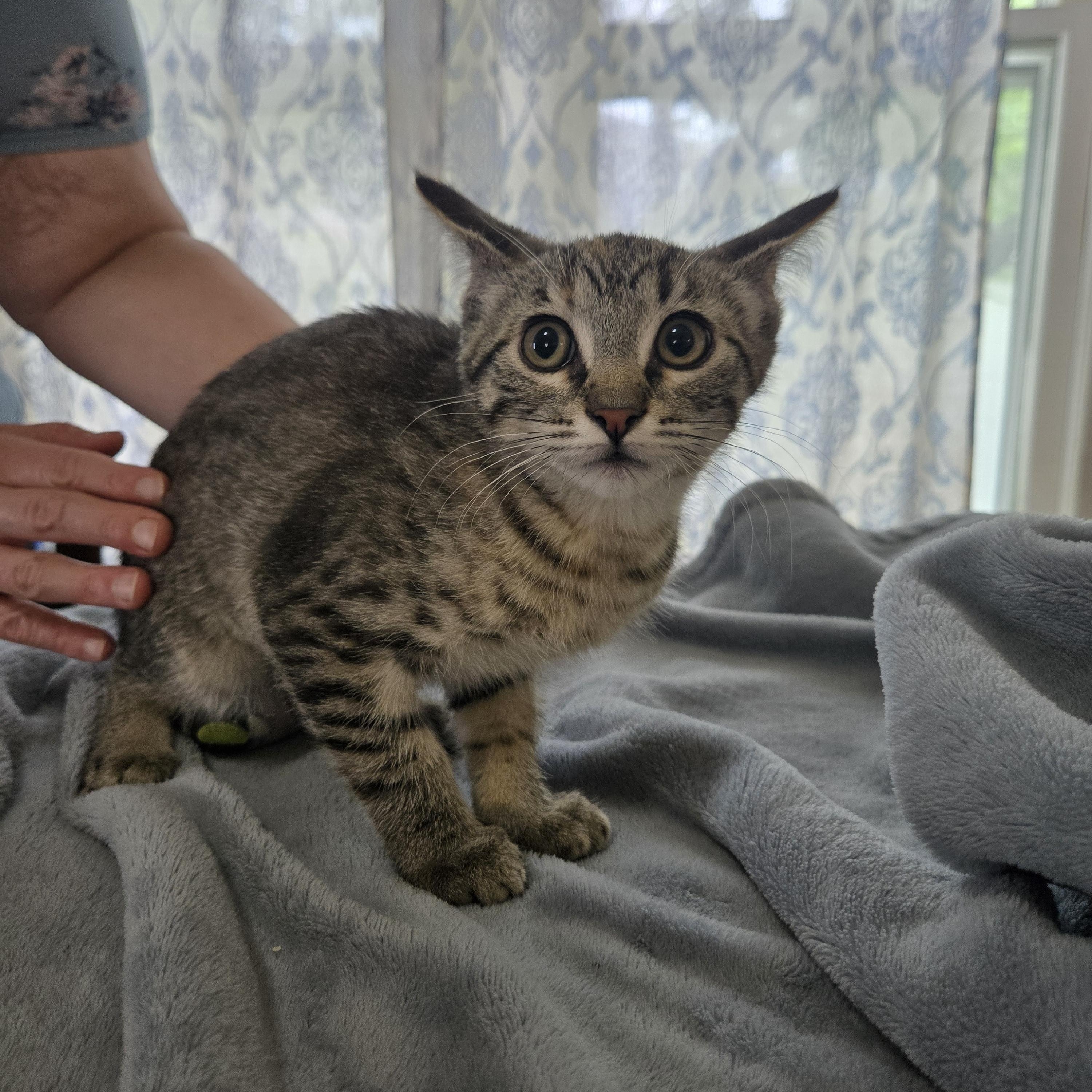 Karma, a ADOPTABLE Domestic Short Hair in Sedalia, MO image 2/2