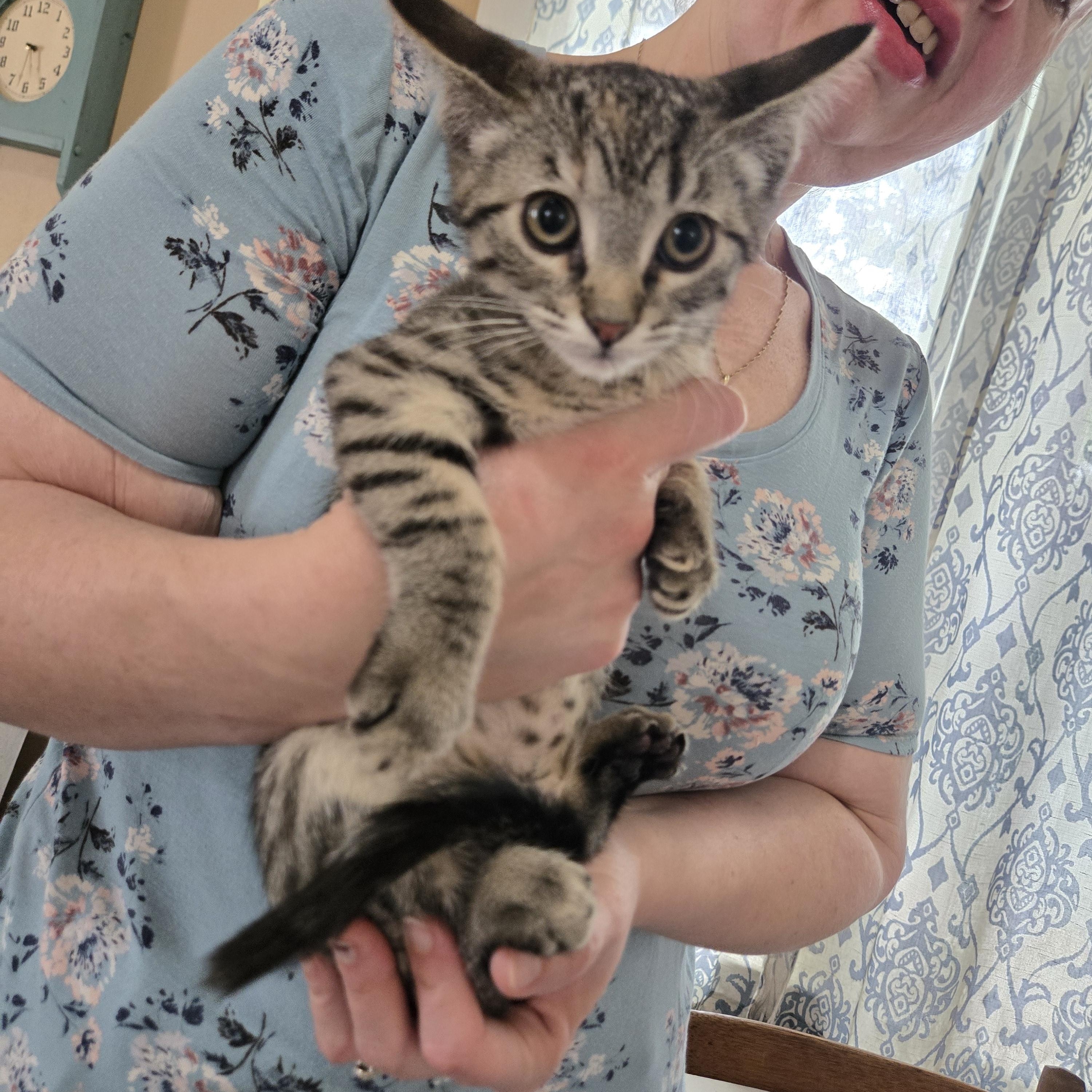 Karma, ADOPTABLE, Kitten Female Domestic Short Hair.