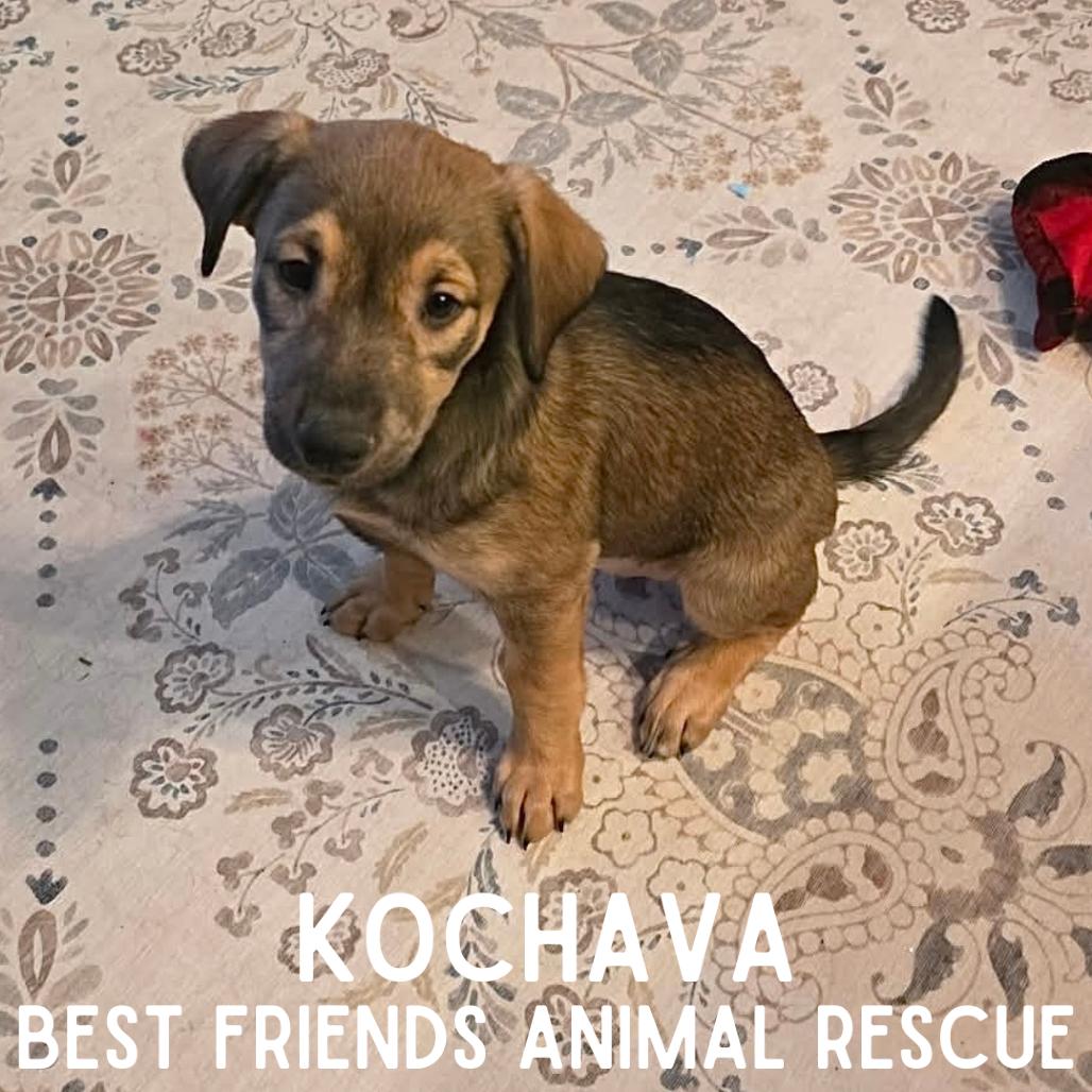 Kochava, a Adoptable Husky in Wasilla, AK image 1/2