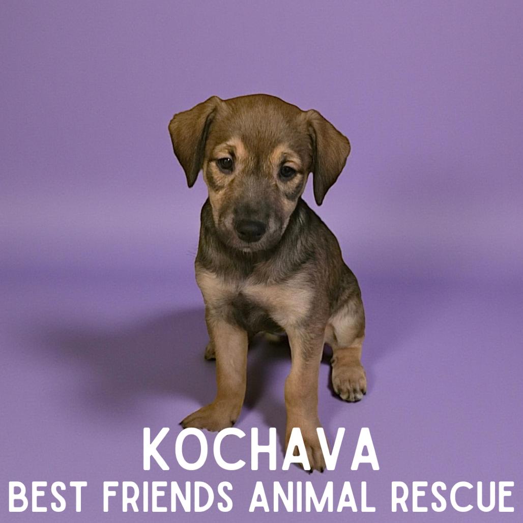 Kochava, a Adoptable Husky in Wasilla, AK image 2/2