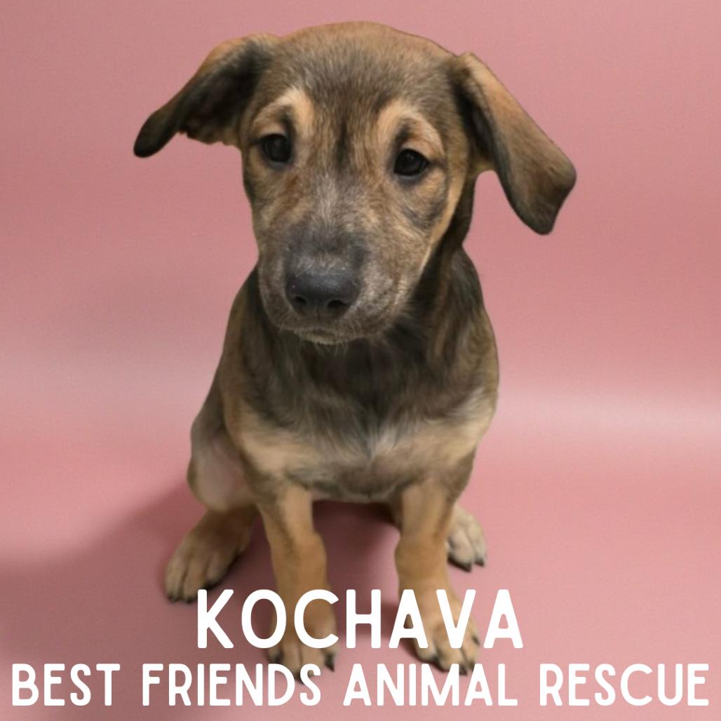 Enlarge Kochava, a Adoptable Husky in Wasilla, AK image 3/3