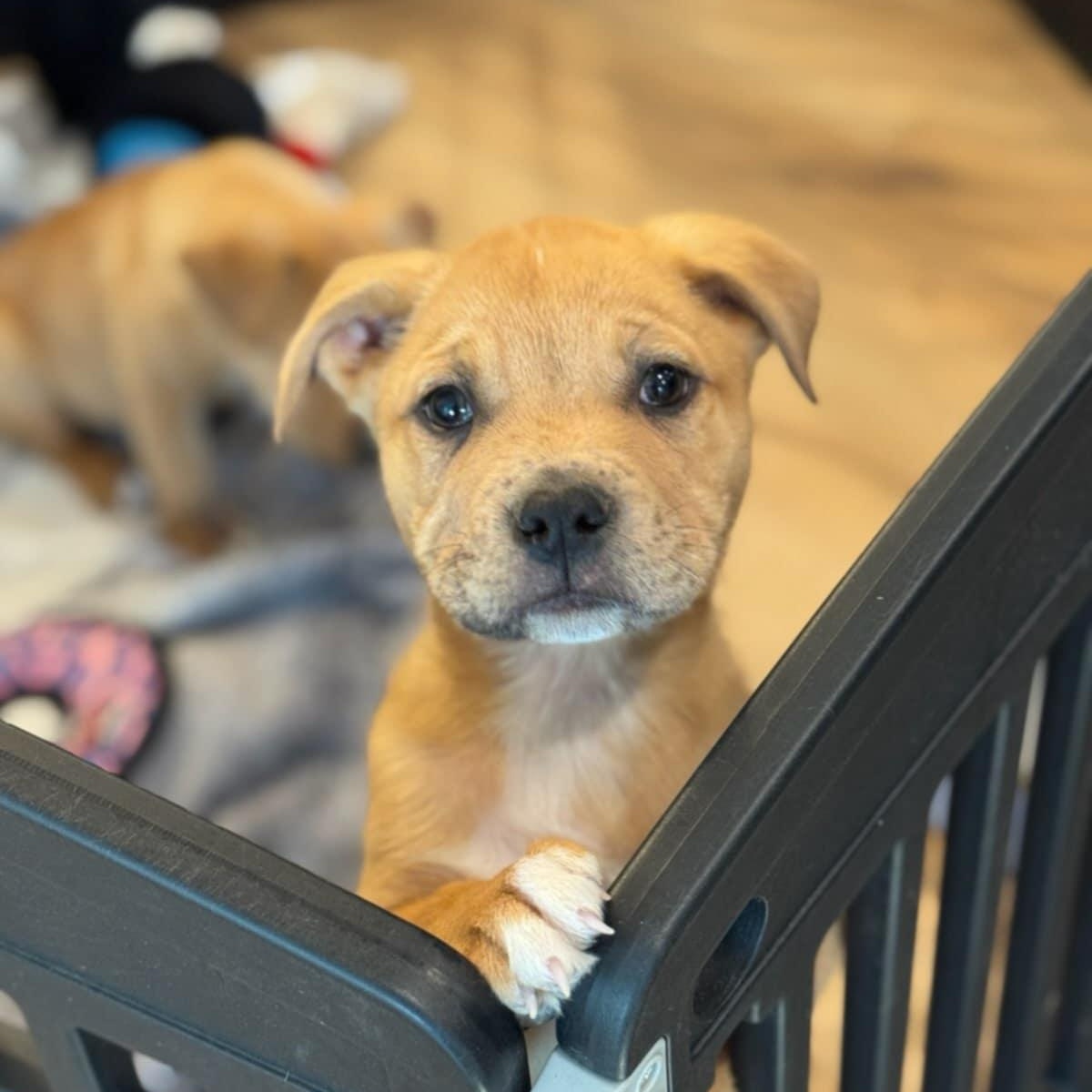 Enlarge SHAGGY, a ADOPTABLE mixed breed in Loveland, CO image 1/5