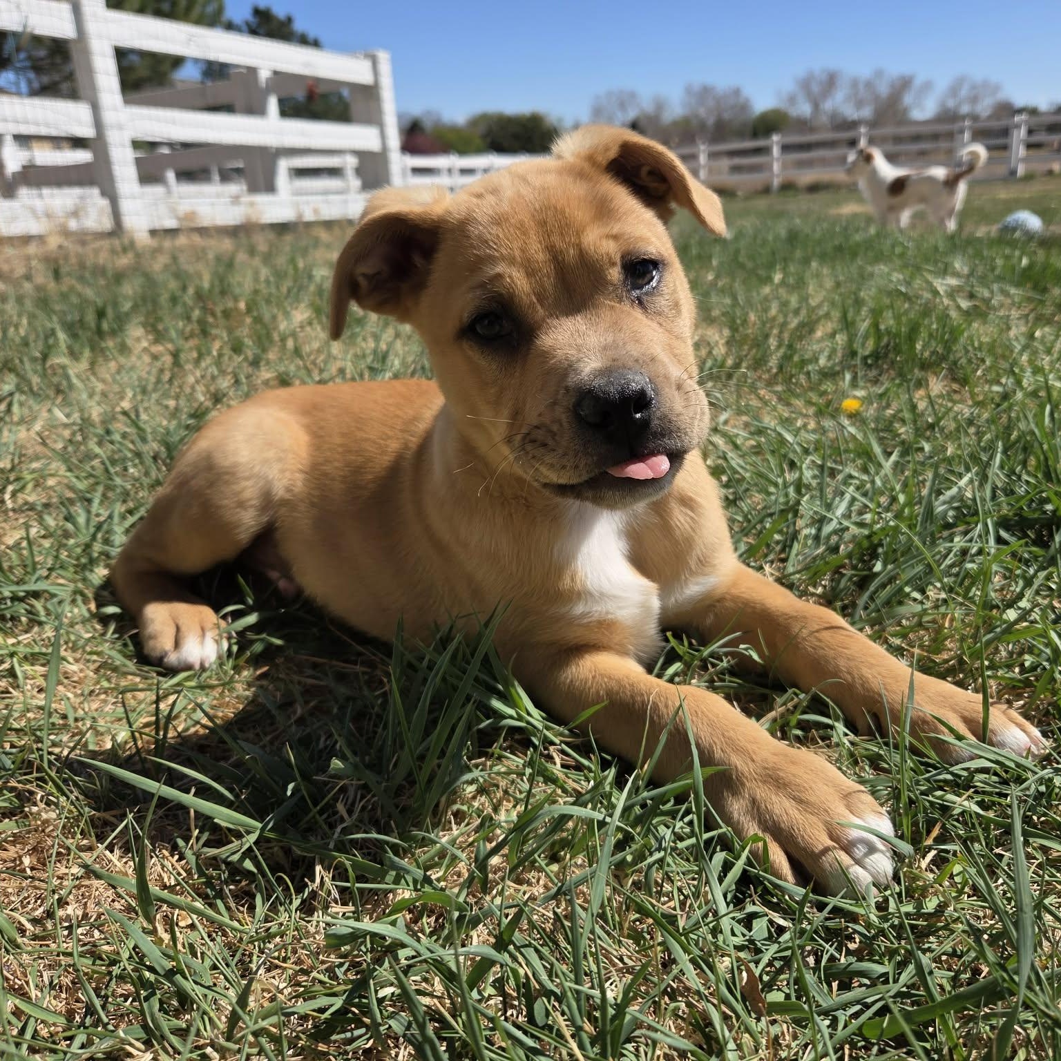 Enlarge SHAGGY, an adopted mixed breed in Loveland, CO image 2/6