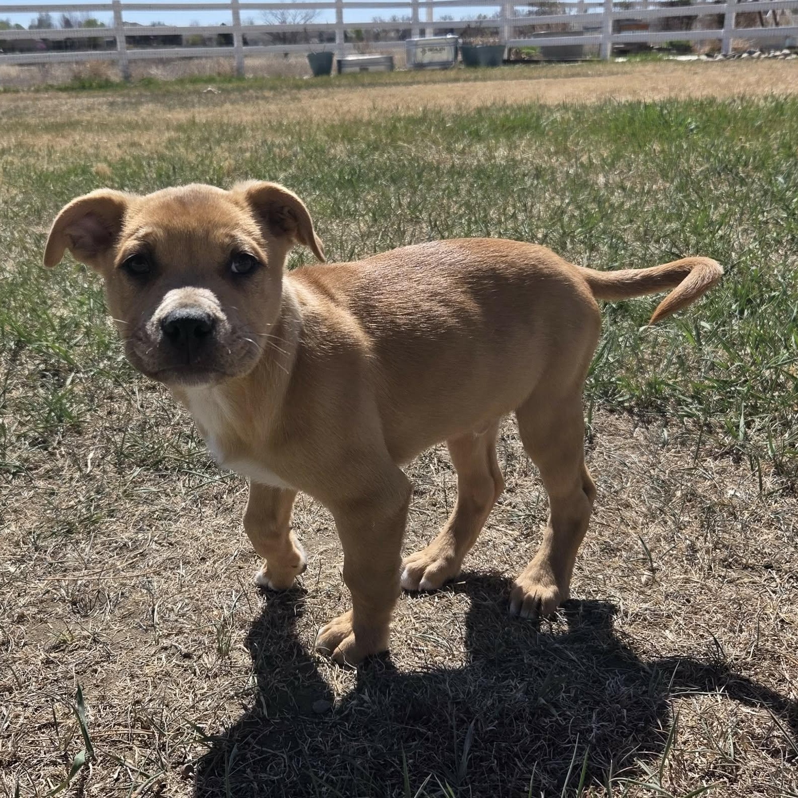 Enlarge SHAGGY, an adopted mixed breed in Loveland, CO image 6/6