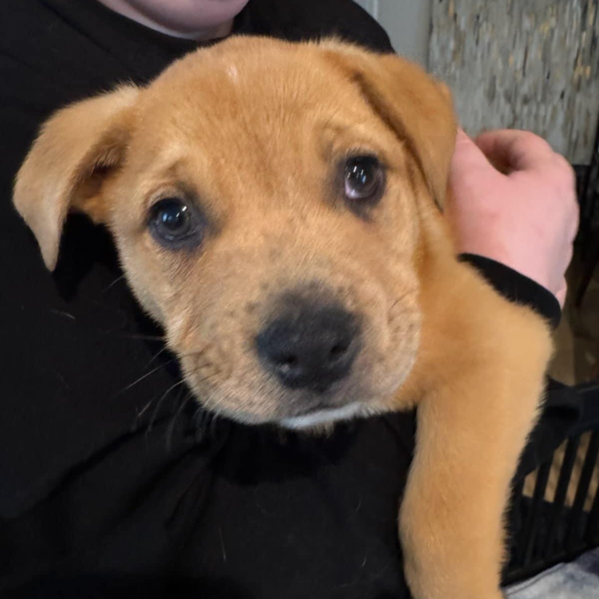 Enlarge SHAGGY, a ADOPTABLE mixed breed in Loveland, CO image 3/5