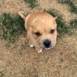 Enlarge SHAGGY, a ADOPTABLE mixed breed in Loveland, CO image 5/5