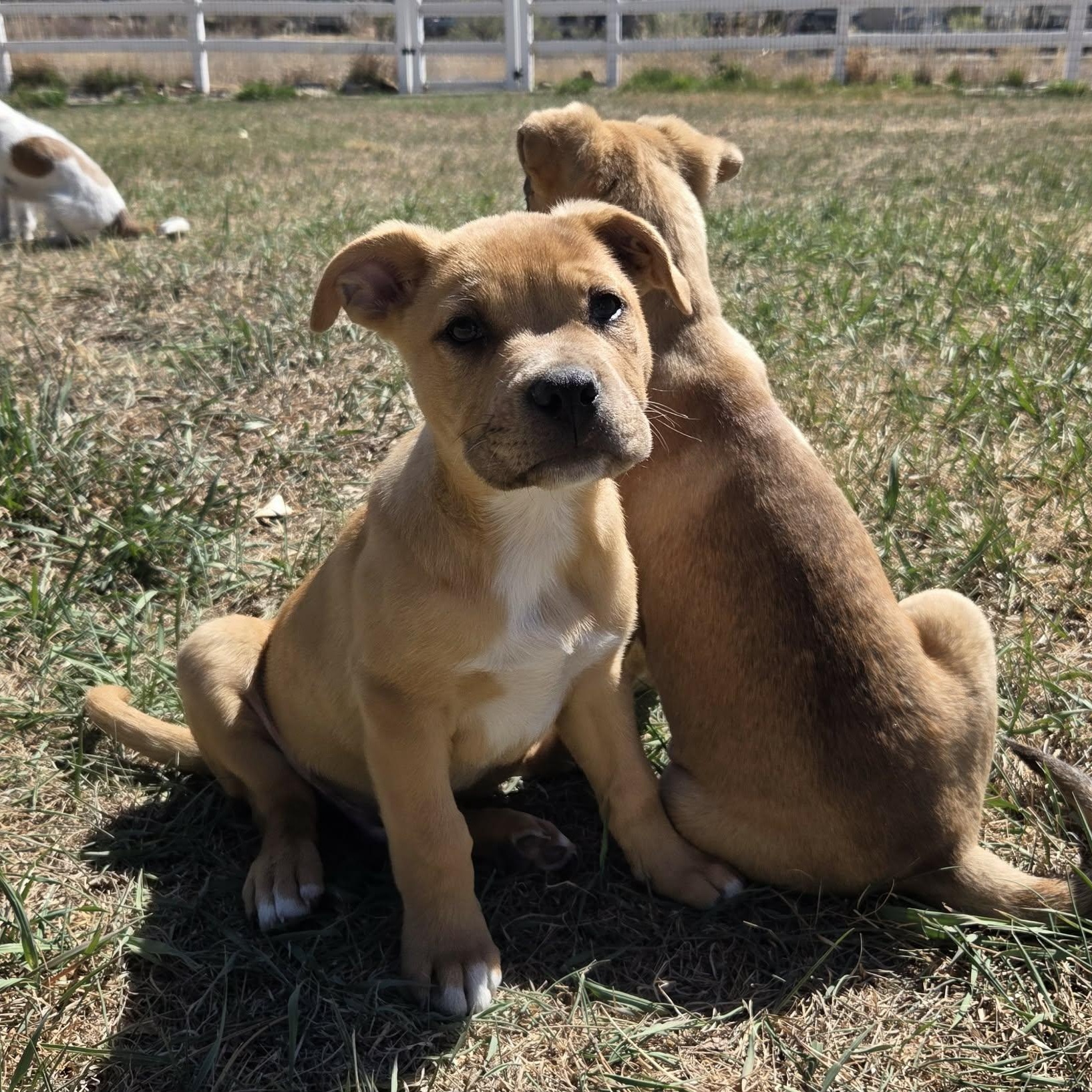 Enlarge SHAGGY, an adopted mixed breed in Loveland, CO image 4/6