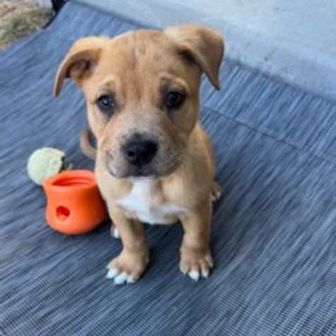 Enlarge SHAGGY, a ADOPTABLE mixed breed in Loveland, CO image 2/5