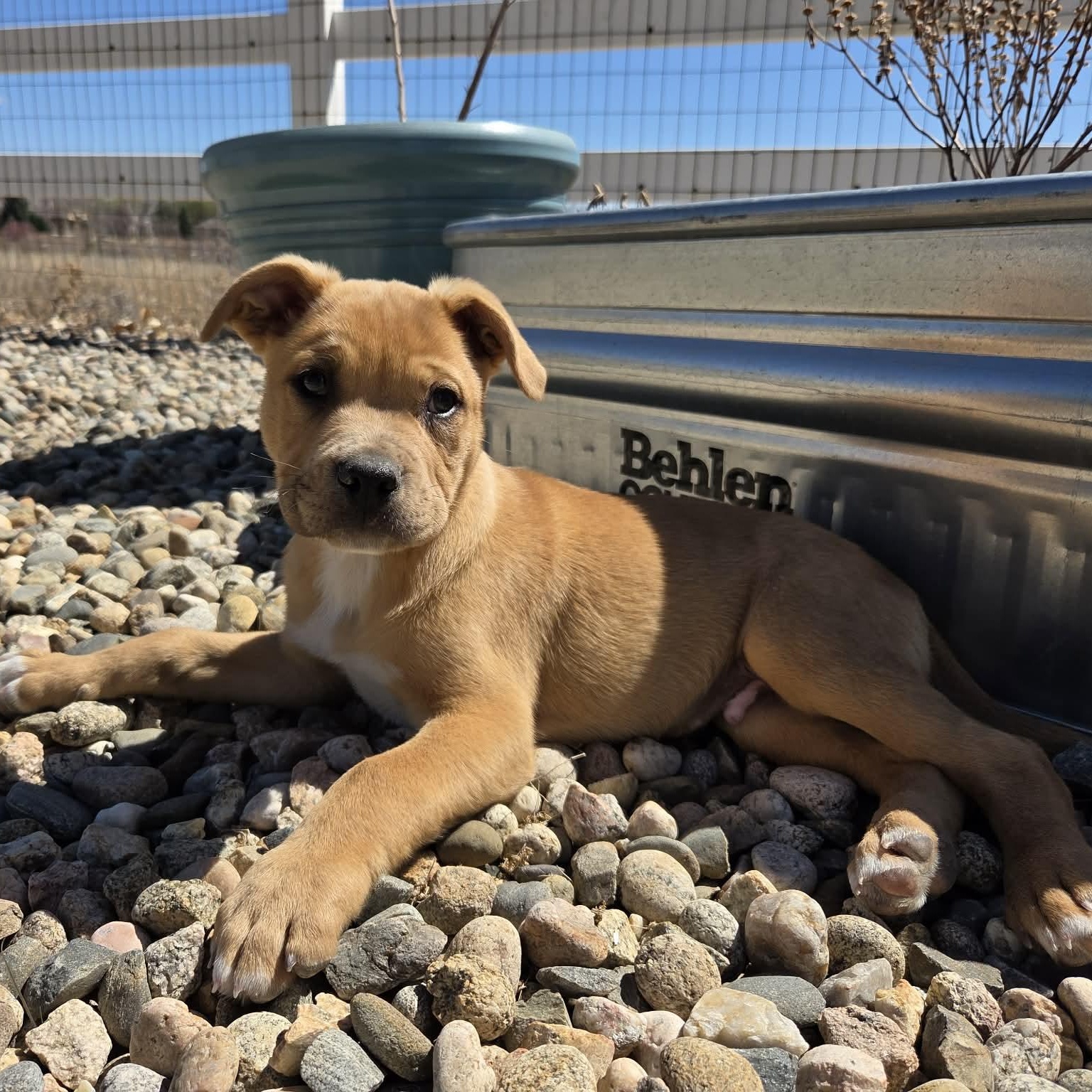 SHAGGY, adopted, Puppy Male Mixed Breed.