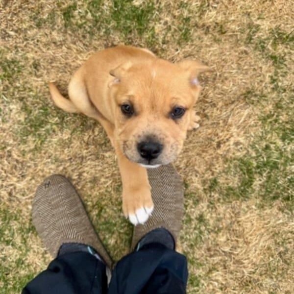 Enlarge SHAGGY, a ADOPTABLE mixed breed in Loveland, CO image 4/5
