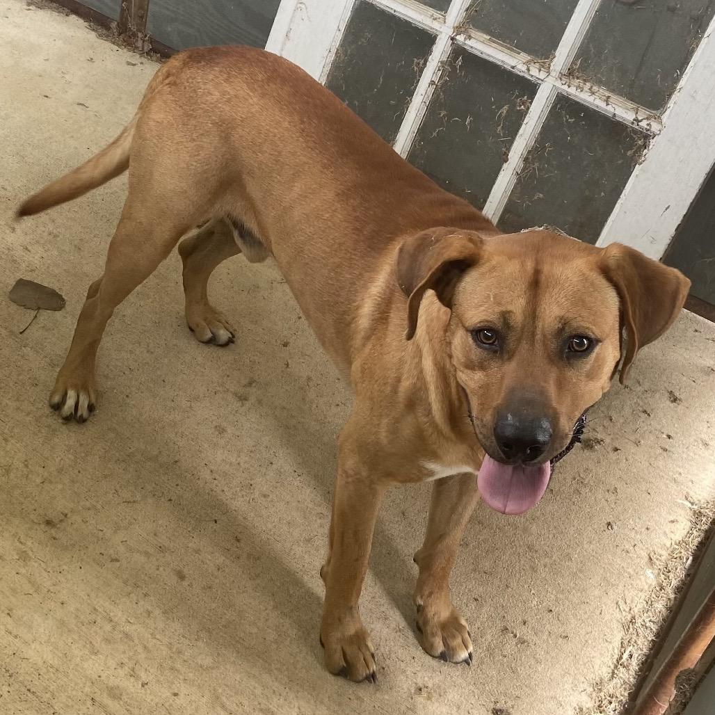 Duke, Adoptable, Puppy Male Mixed Breed.